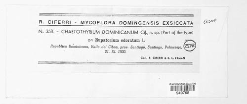 Chaetothyriaceae image